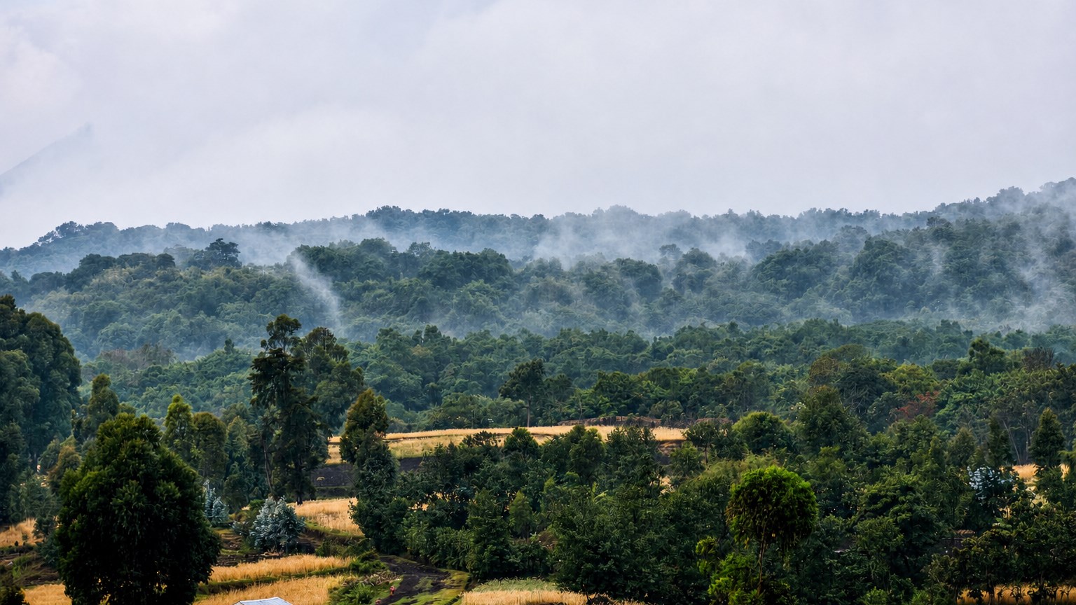 Cultivated fields and dense forest across a misty Ugandan highland landscape