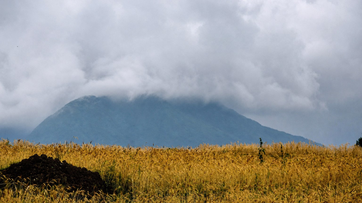 Golden grain field beneath a mist-covered mountain in Uganda